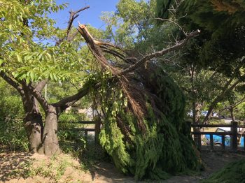 北摂をメインに台風の修繕してます‼️